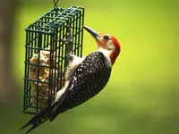 Red bellied Woodpecker.webp