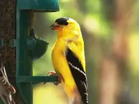 Yellow Finch.webp