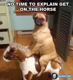 funny-fun-dog-riding-stature-dog-pic-pics-images-photos-pictures-600x.webp