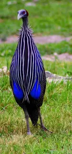 bird-Vulturine-Guinea-Fowl.webp