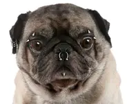 Dog-piercing.webp