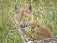 fox7.jpg