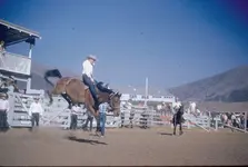 Bareback bronc.webp