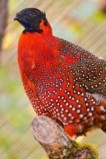 birds-Satyr-Tragopan-Bird-Colorful-Asian-pheasant..jpg