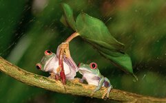 NATURE-frogs_rain_3142372k.jpg