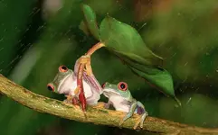 NATURE-frogs_rain_3142372k.webp