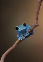 frog-blue.webp