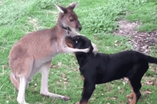 aa-kangaroo-gif.gif