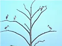 Birds in tree.webp