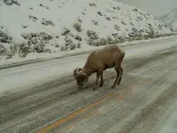 ram in road.webp