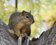 Red Squirrel 10-12-07.JPG