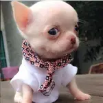 Cutest Chihuahua Puppy Ever.webp