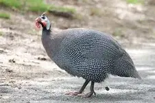 guinea fowl.webp