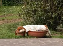 animals-dog-in-pots.webp