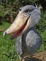 birds-Shoebill.-East-Africa.webp