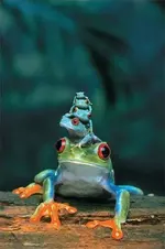 animals-frogs.webp