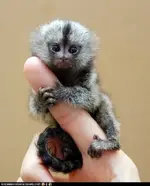 animals-pygmie-marmoset.webp