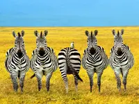 cool-zebra-one-backwards-1024x768.webp