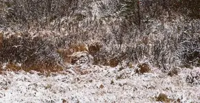 camouflage-wheres-wolf.webp