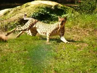 cheetah 1.webp