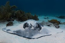 southern-stingray.jpg