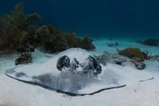 southern-stingray.webp