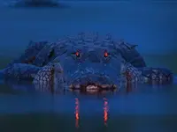 alligator-at-night-orange-eyes-florida-in-water.webp