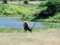 elk bull.webp