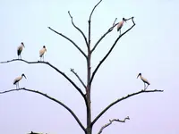 Birds in tree.webp