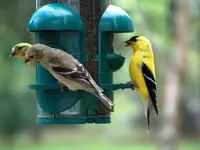 finches.webp