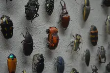 vw-beetle-bug-at-the-cleveland-museum-of-natural-history-beetle-display-exhibit.webp