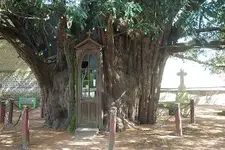 La-Haye-du-Routot_chapel-yew-trunk-WimPeeters_2014-04-09.webp