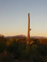 saguaro.webp