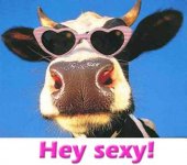 heySexyCow.jpg