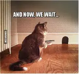 2015-08-11 02_20_24-Cat And Now, We Wait - Humoar.com.webp