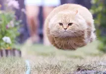 hover-cat-flying-cat-2.webp