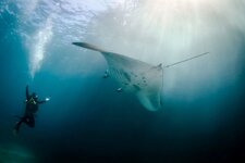 Dive-with-the-Manta-Rays.jpg