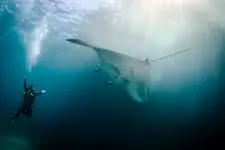 Dive-with-the-Manta-Rays.webp