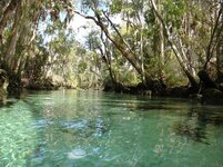 manatee-tour-and-dive.jpg