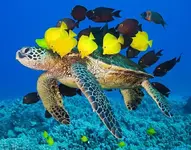 turtle-fish_2041524i.webp