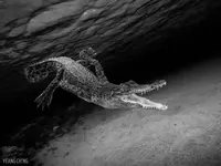 scu-dare-devil-dives-crocodile-blackwhite.webp