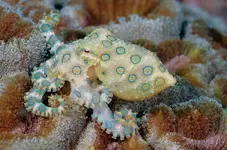 itw-blue-ringed-octopus.webp