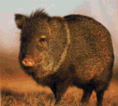 javelina2.gif