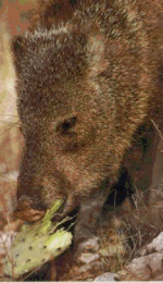 javelina.gif