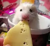 mouse and cheese.webp