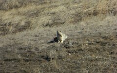 coyote 022816.jpg