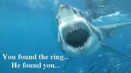 SharkFind.webp