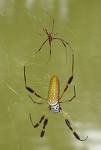 banana spider male&female.jpg