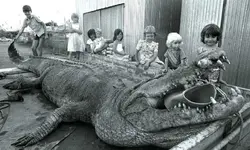 worlds largest crocodile caught.webp