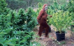 Bigfoot-TexasMarijuanaGrowSite.jpg